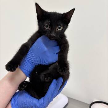 Rescue Domestic Short Hair Cats for Adoption in Phoenix, Arizona - Xoom | PetCurious