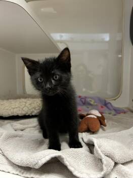 Rescue Domestic Short Hair Cats for Adoption in Hayward, California - TINA | PetCurious
