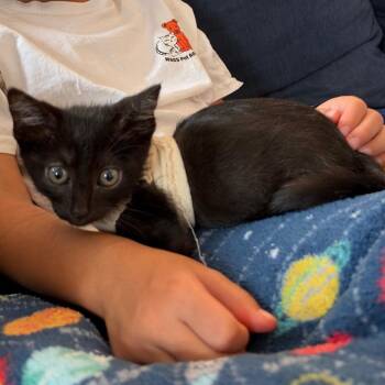 Limp Bizkit -  Domestic Medium Hair Cat for Adoption in Westminster, California - Limp Bizkit | PetCurious