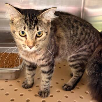 Domestic Medium Hair Cats Available for Adoption in Edinburg, Texas - Rey Skywalker | PetCurious