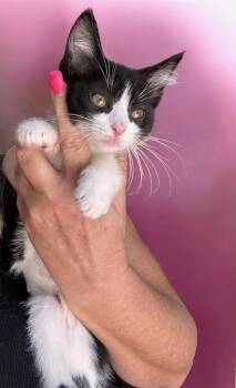 Domestic Short Hair Cats Available for Adoption in Fort Myers, Florida - Nani | PetCurious