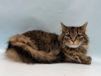 Adora -  Domestic Long Hair and Domestic Short Hair Cat for Adoption in Minneapolis, Minnesota - Adora | PetCurious