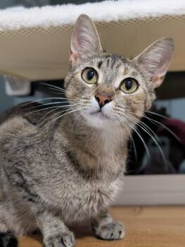 Cuphead -  Domestic Short Hair Cat for Adoption in Seattle, Washington - Cuphead | PetCurious
