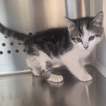 Pita Chip -  Domestic Short Hair Cat for Adoption in Norman, Oklahoma - Pita Chip | PetCurious