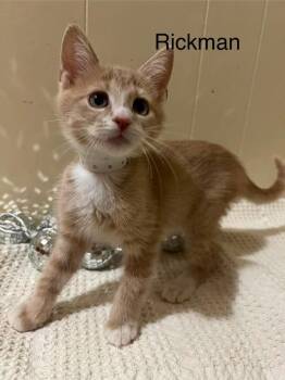 Rickman -  Domestic Short Hair Cat for Adoption in Groveland, Massachusetts - Rickman | PetCurious