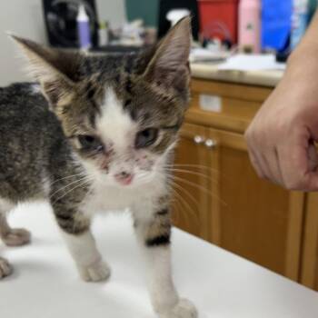 Cruella -  Domestic Short Hair Cat for Adoption in Starkville, Mississippi - Cruella | PetCurious