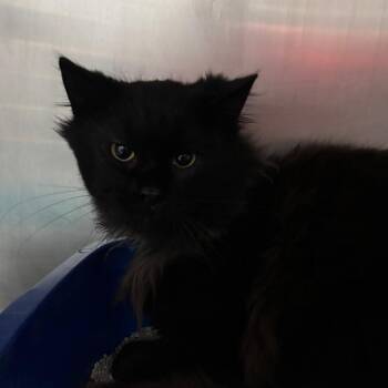 Domestic Long Hair Cats Available for Adoption in Fairmont, West Virginia - Chirp | PetCurious