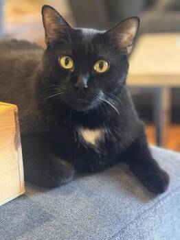 Rescue Domestic Short Hair Cats for Adoption in Morton Grove, Illinois - Magic | PetCurious