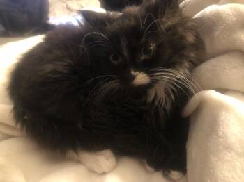 Fozzy in foster care (must be adopted with a sibling) -  Domestic Long Hair Cat for Adoption in Ellicott City, Maryland - Fozzy In Foster Care (must Be Adopted With A Sibling) | PetCurious