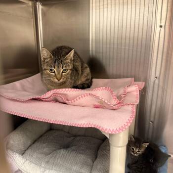 Cindy -  Domestic Short Hair Cat for Adoption in Clavet, Saskatchewan - Cindy | PetCurious