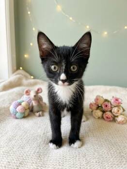 Spark -  Tuxedo Cat for Adoption in Orange, California - Spark | PetCurious