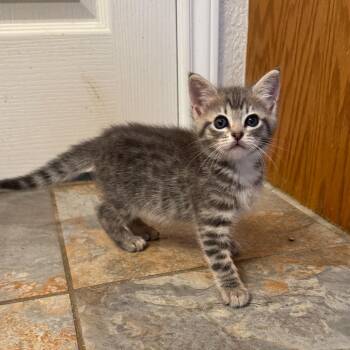 Bristol -  Domestic Short Hair Cat for Adoption in Bulverde, Texas - Bristol | PetCurious