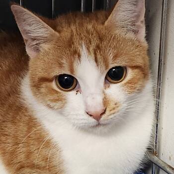 Rescue Domestic Short Hair Cats for Adoption in Corsicana, Texas - Elsa K45803 | PetCurious