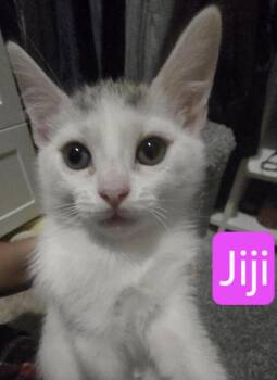 Domestic Short Hair Cats Available for Adoption in Huntington Beach, California - Jiji  | PetCurious
