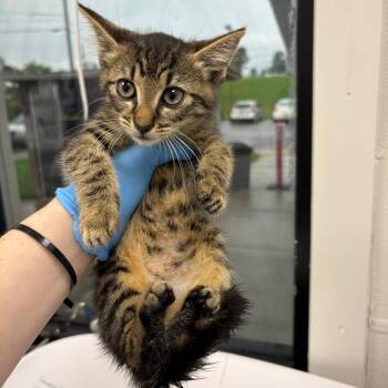 Minnie Mouse -  Domestic Short Hair Cat for Adoption in Columbiana, Alabama - Minnie Mouse | PetCurious