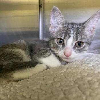 Domestic Short Hair Cats Available for Adoption in Dayton, Ohio - Avocado | PetCurious
