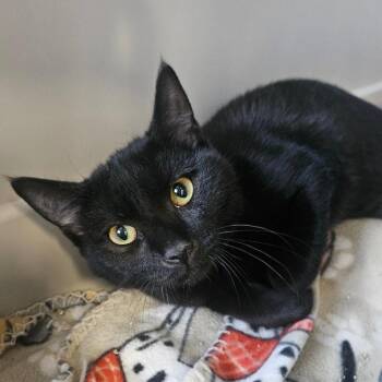 Jasmine -  Domestic Medium Hair Cat for Adoption in Monticello, Iowa - Jasmine | PetCurious