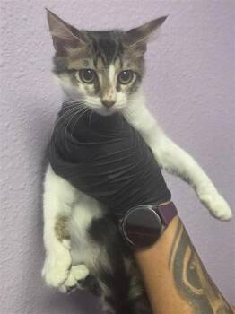 61524130 -  Domestic Medium Hair Cat for Adoption in El Paso, Texas - 61524130 | PetCurious