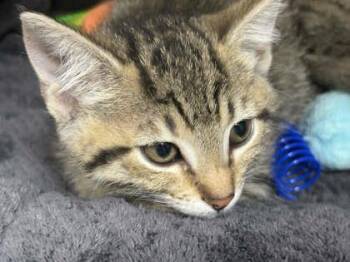 Swan -  Domestic Short Hair Cat for Adoption in Memphis, Tennessee - Swan | PetCurious
