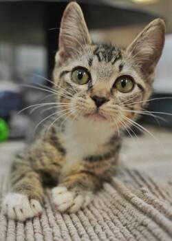 Mitchell 64090 -  Domestic Short Hair Cat for Adoption in Aiken, South Carolina - Mitchell 64090 | PetCurious