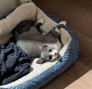 Domestic Short Hair Cats Available for Adoption in Columbia, South Carolina - Freya | PetCurious
