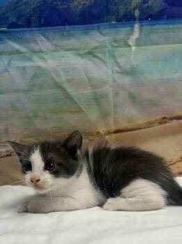 Sesame -  Domestic Short Hair Cat for Adoption in San Antonio, Texas - Sesame | PetCurious