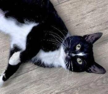 Tuxedo Cats Available for Adoption - Sissy | PetCurious