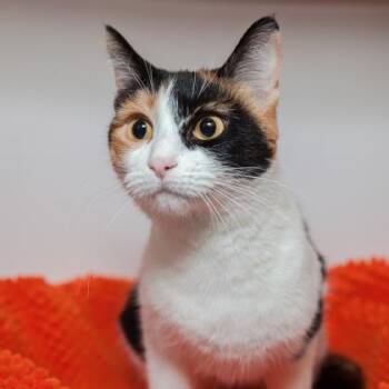 Domestic Short Hair Cats Available for Adoption in Los Angeles, California - Cuddles | PetCurious