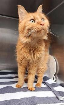 Domestic Short Hair Cats Available for Adoption in Fort Walton Beach, Florida - KUGISAKI | PetCurious