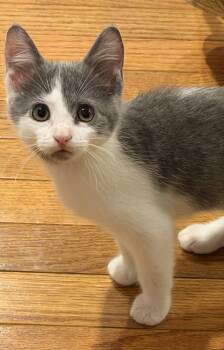 Pickle -  Domestic Short Hair Cat for Adoption in Social Circle, Georgia - Pickle | PetCurious