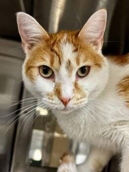 Domestic Short Hair Cats Available for Adoption - Steven | PetCurious