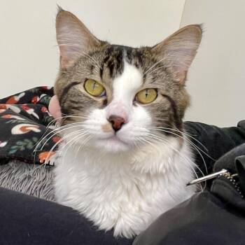 Domestic Long Hair Cats Available for Adoption in Riverwoods, Illinois - Blue Bell | PetCurious