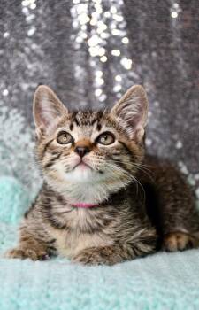 Tina -  Domestic Short Hair Cat for Adoption in Yakima, Washington - Tina | PetCurious