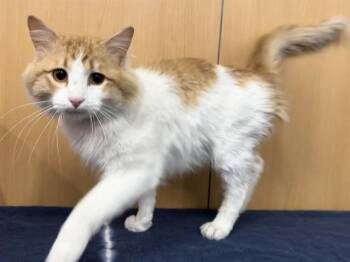 Domestic Medium Hair Cats Available for Adoption in Brentwood, Missouri - COLBY | PetCurious