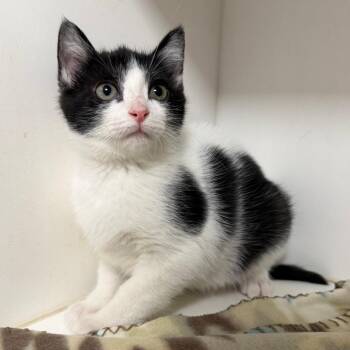 Domestic Short Hair Cats Available for Adoption - Mercedez | PetCurious