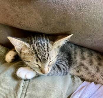 Oliver (Bonded with Daisy) -  Domestic Short Hair Cat for Adoption in Portland, Oregon - Oliver (Bonded With Daisy) | PetCurious