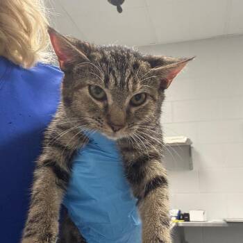 Sunshine -  Domestic Short Hair Cat for Adoption in Greenville, South Carolina - Sunshine | PetCurious