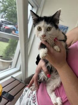 MOCHI -  Domestic Medium Hair Cat for Adoption in Brentwood, Missouri - MOCHI | PetCurious