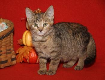 Rescue Tabby and Domestic Short Hair Cats for Adoption in Marietta, Ohio - Portebello (Photos 10/14/2025) | PetCurious