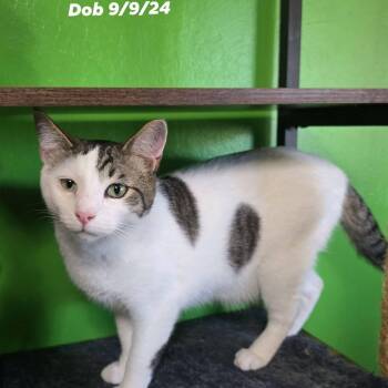 Domestic Short Hair Cats Available for Adoption in Clayton, California - Justice | PetCurious