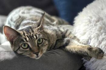 Tabby Cats Available for Adoption - THORLO | PetCurious