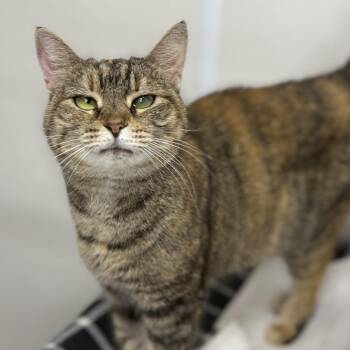 Domestic Short Hair Cats Available for Adoption - Precious | PetCurious