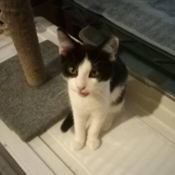 Rescue Domestic Short Hair Cats for Adoption - Zula | PetCurious