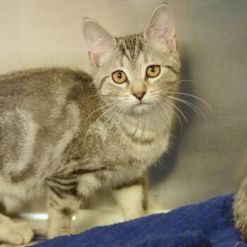 Dipp -  Domestic Short Hair Cat for Adoption in Belleville, Illinois - Dipp | PetCurious