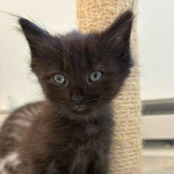 Original Chicago -  Domestic Medium Hair Cat for Adoption in Richmond, Virginia - Original Chicago | PetCurious