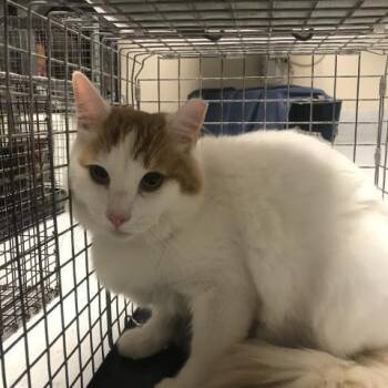 COTTON -  Domestic Short Hair Cat for Adoption in Conroe, Texas - COTTON | PetCurious