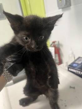 Slip-N-Slide -  Domestic Short Hair Cat for Adoption in Daytona Beach, Florida - Slip-N-Slide | PetCurious