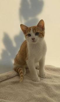 Quincy -  Domestic Short Hair Cat for Adoption in Columbia, Tennessee - Quincy | PetCurious
