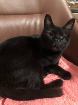 Rescue Domestic Short Hair Cats for Adoption in Glen Raven, North Carolina - CALLIE-special Needs (adopt With Sister Piper) | PetCurious