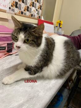 Domestic Short Hair Cats Available for Adoption in Plattsburgh, New York - Leona | PetCurious